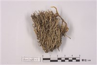 藏品(麩石蕊)的圖片